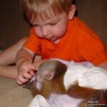 Rozkošná opičí mláďata k prodeji/adopci Číslo na WhatsApp: +1 (870) 517-7223 Rozkošná opičí mláďata k prodeji/adopci Číslo na WhatsApp: +1 (870) 517-7223