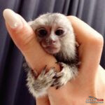 Rozkošná opičí mláďata k prodeji/adopci Číslo na WhatsApp: +1 (870) 517-7223 Rozkošná opičí mláďata k prodeji/adopci Číslo na WhatsApp: +1 (870) 517-7223