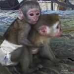 Rozkošná opičí mláďata k prodeji/adopci Číslo na WhatsApp: +1 (870) 517-7223