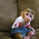 Rozkošná opičí mláďata k prodeji/adopci Číslo na WhatsApp: +1 (870) 517-7223 Rozkošná opičí mláďata k prodeji/adopci Číslo na WhatsApp: +1 (870) 517-7223